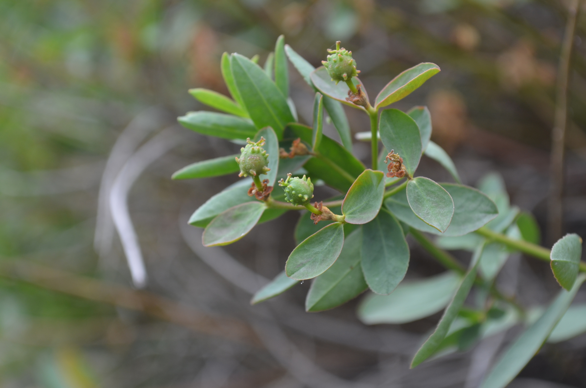 Euphorbia alatavica