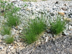 Bulbostylis capillaris