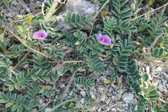 Tephrosia obovata