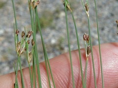 Bulbostylis capillaris