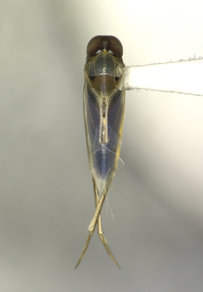 Buenoa scimitra