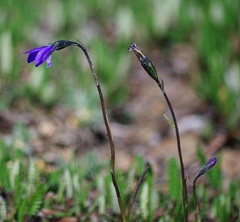 Campanula uniflora