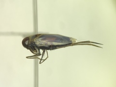 Buenoa scimitra
