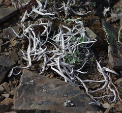 Thamnolia vermicularis vermicularis