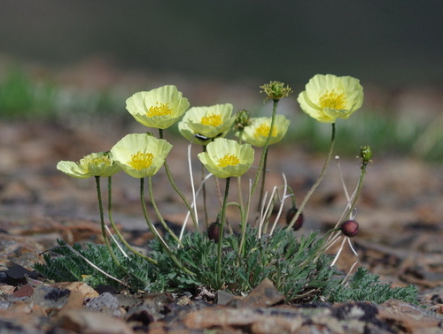 McConnell's poppy (Papaver mcconnellii)