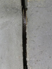 Salvadora lemniscata