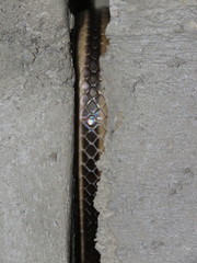 Salvadora lemniscata