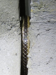 Salvadora lemniscata