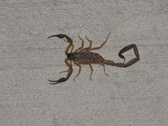 Centruroides nigrimanus
