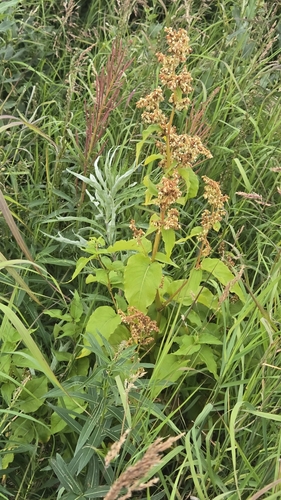 Alaska wild-rhubarb (Koenigia alaskana)