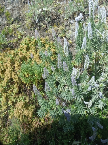 Echium webbii, photograph 6