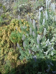 Echium webbii, photograph (c) Diego Rodríguez Hernández, some rights reserved (CC BY)