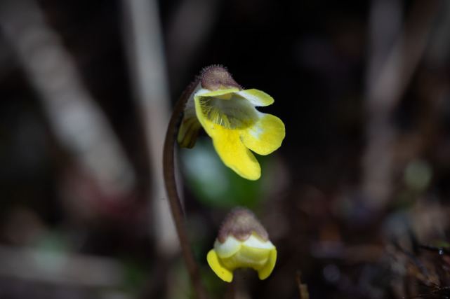 Pinguicula gongshanensis J.Sun ter, Y.L.Wen & R.Li 2