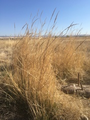 Elymus trachycaulus