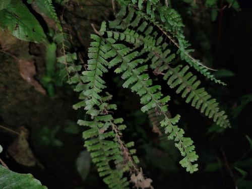 Lindsaea obtusa observed 2025-08-09