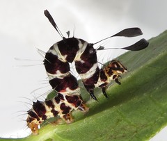 Rhanidophora cinctigutta