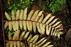 Cyathea arborea