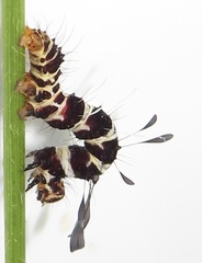 Rhanidophora cinctigutta