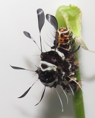 Rhanidophora cinctigutta