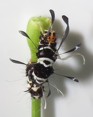 Rhanidophora cinctigutta