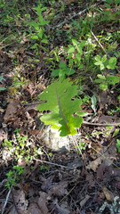 Psacalium amplifolium