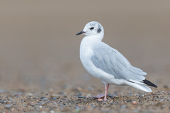 Bonaparte's Gull photo 2