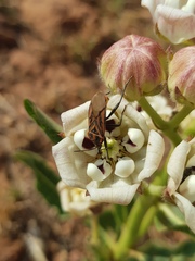 Spilostethus rivularis