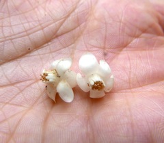 Symplocos martinicensis