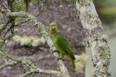 Amazona vinacea