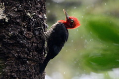 Campephilus robustus