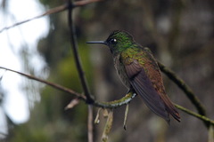 Heliodoxa rubricauda