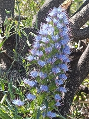 Echium webbii, photograph (c) Diego Rodríguez Hernández, some rights reserved (CC BY)