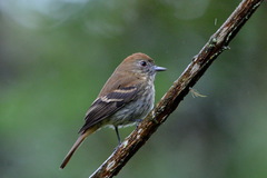 Knipolegus cyanirostris