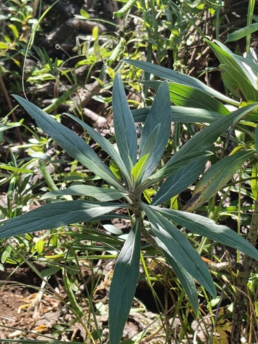 Echium webbii, photograph 2