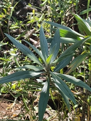 Echium webbii, photograph (c) Diego Rodríguez Hernández, some rights reserved (CC BY)