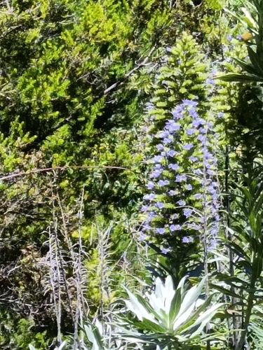 Echium webbii, photograph 3