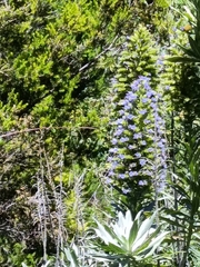 Echium webbii, photograph (c) Diego Rodríguez Hernández, some rights reserved (CC BY)