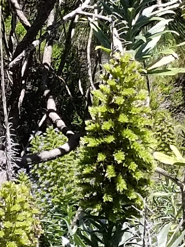 Echium webbii, photograph 4