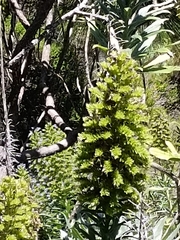 Echium webbii, photograph (c) Diego Rodríguez Hernández, some rights reserved (CC BY)