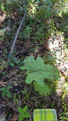 Psacalium amplifolium