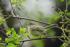 Phylloscartes ventralis