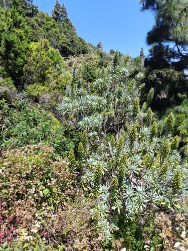 Echium webbii, photograph 5