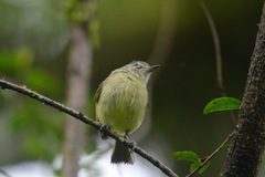 Phylloscartes ventralis