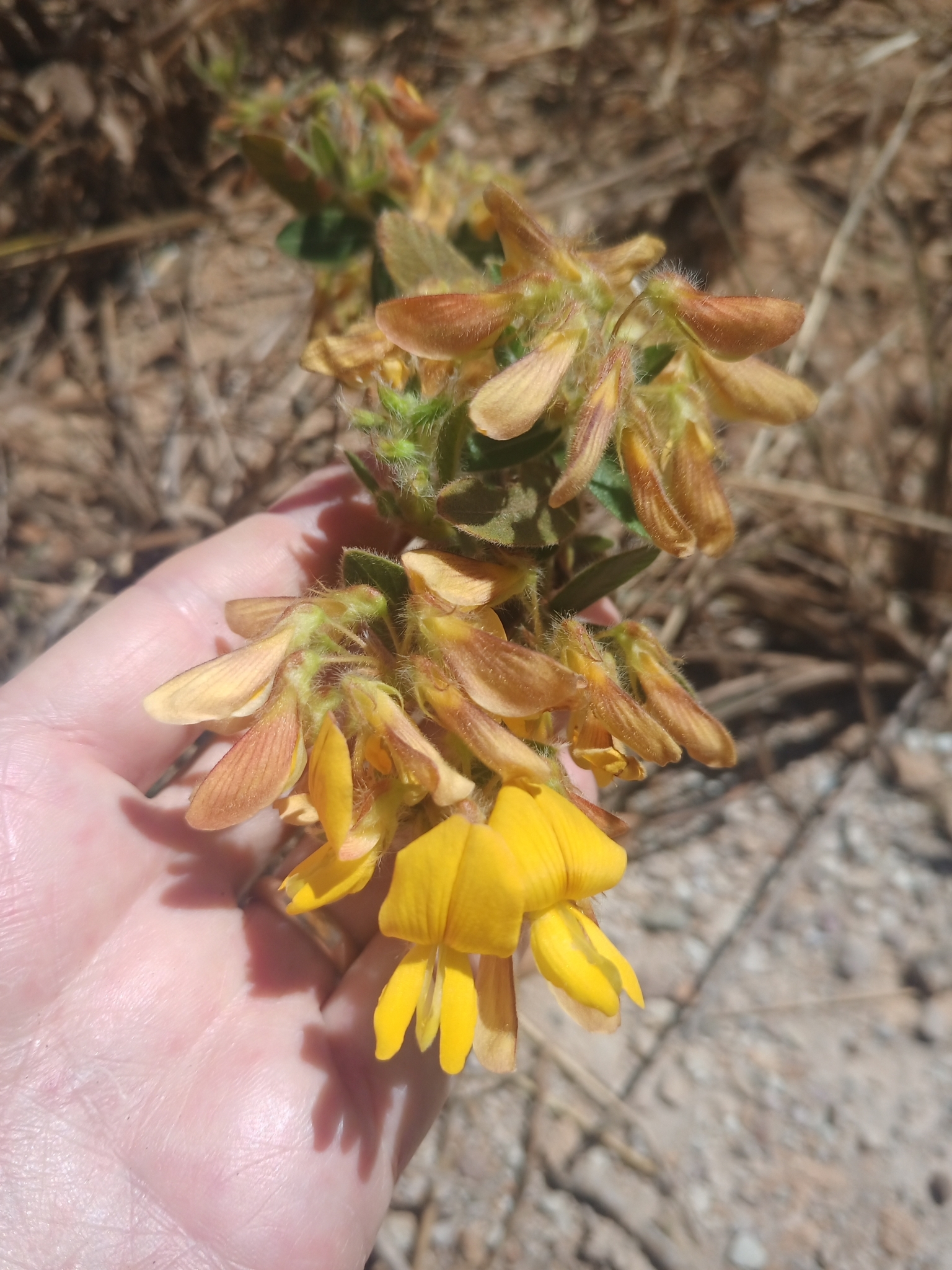 Eriosema floribundum