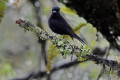 Knipolegus cyanirostris