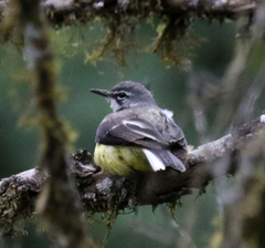 Motacilla flaviventris