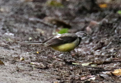 Motacilla flaviventris