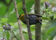 Ploceus nelicourvi