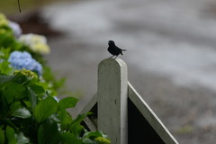 Knipolegus cyanirostris