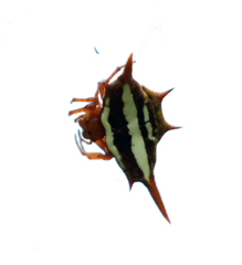 Gasteracantha versicolor